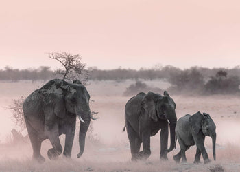 Canvastavla -  Nature's Majesty