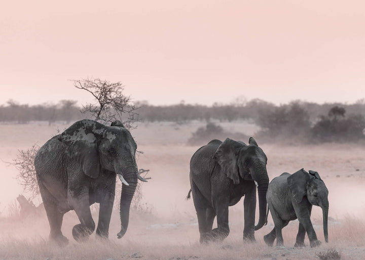 Canvastavla -  Nature's Majesty