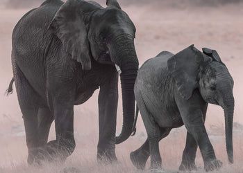 Canvastavla -  Nature's Majesty