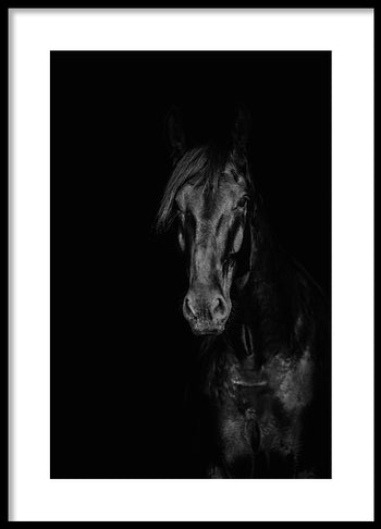 Poster - Stallion