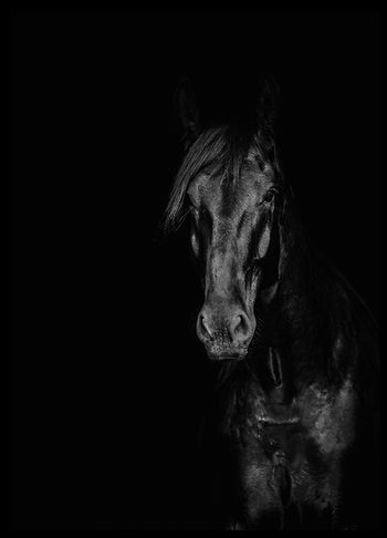 Poster - Stallion