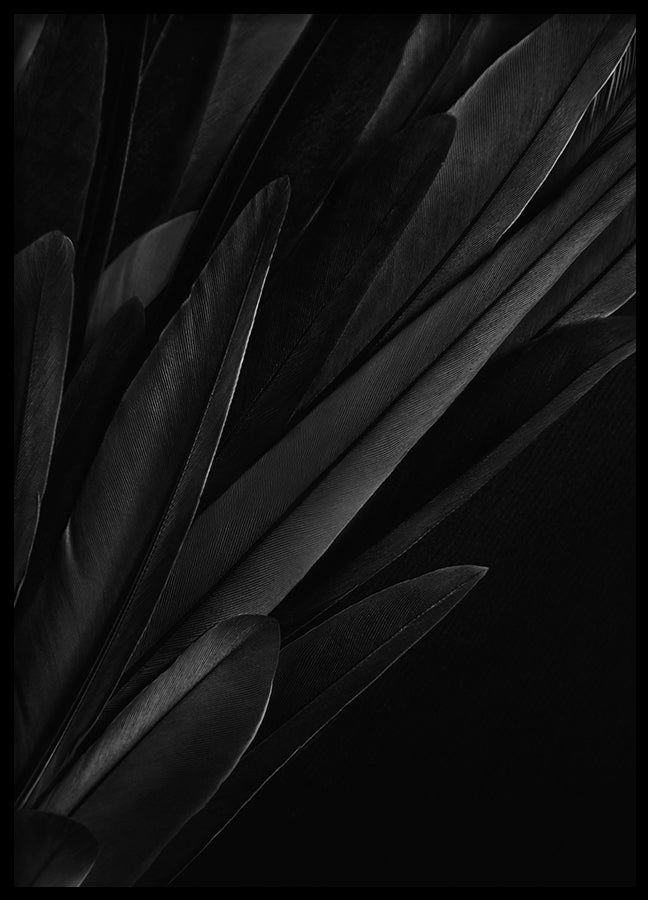Poster - Quills