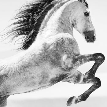 Canvastavla - Galopp