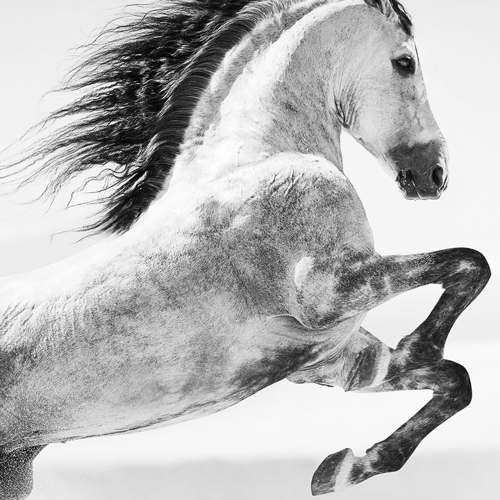 Canvastavla - Galopp