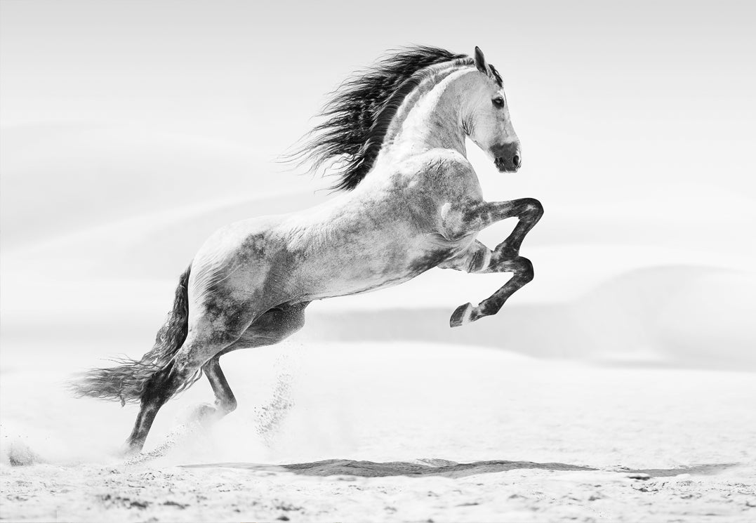 Canvastavla - Galopp