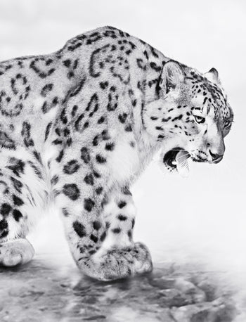 Canvastavla - Predator