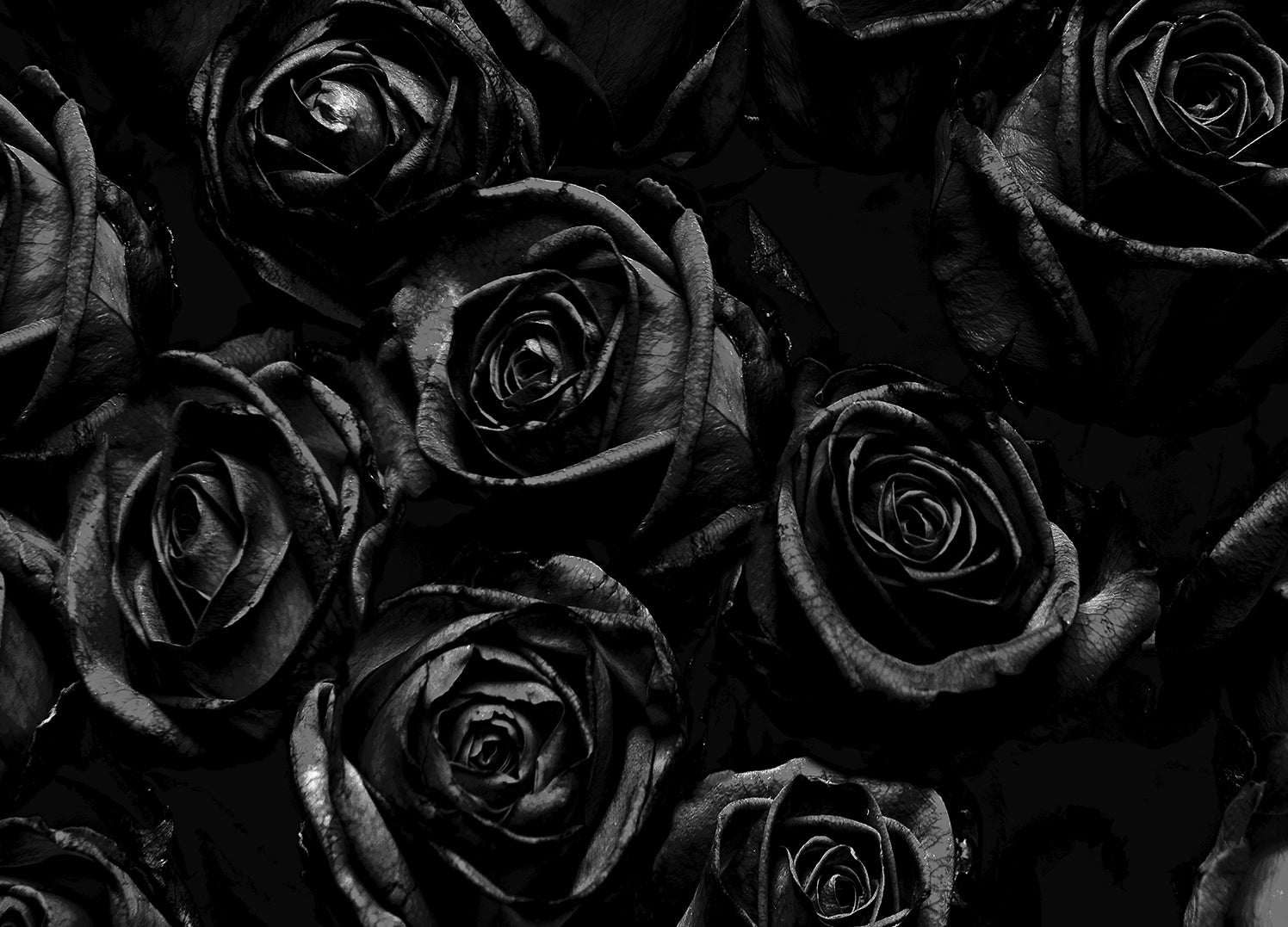 Canvastavla - Roses