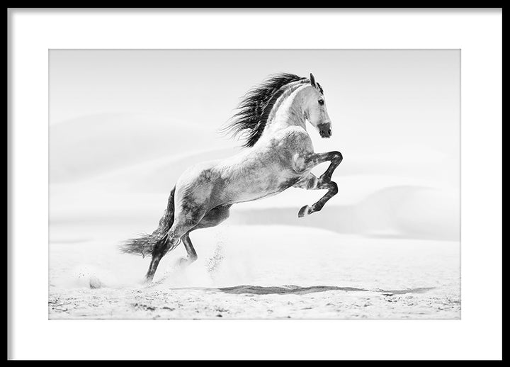 Poster - Galopp