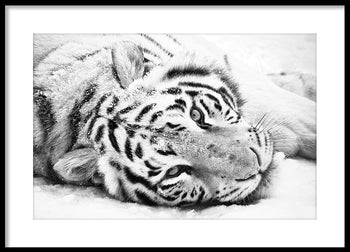 Poster - Siberian