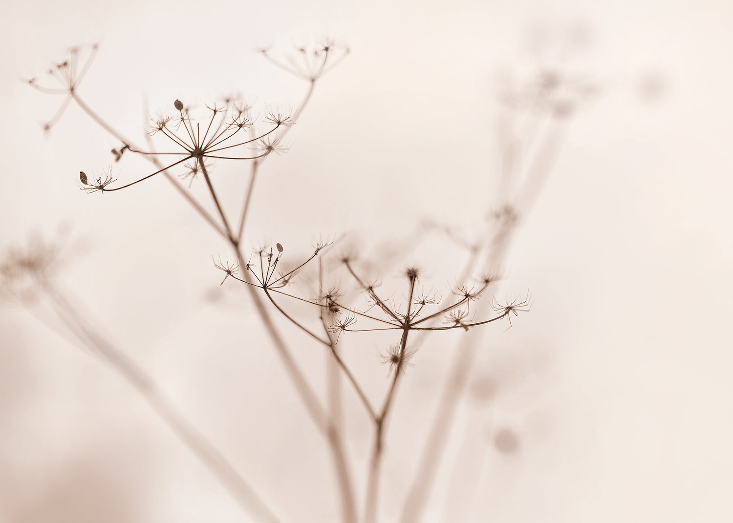Canvastavla - Dry wildflower