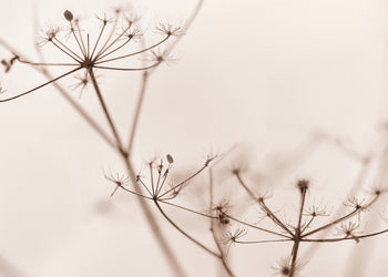Canvastavla - Dry wildflower