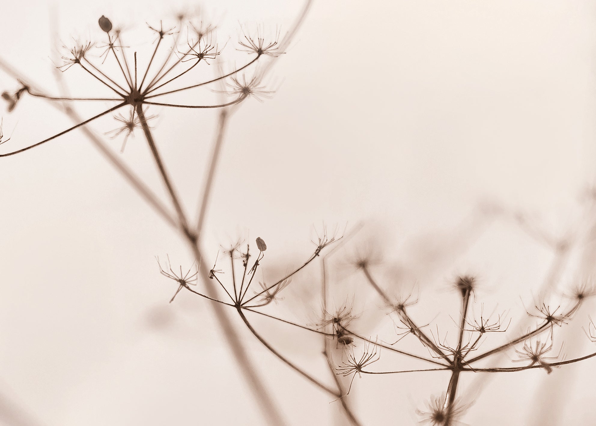 Canvastavla - Dry wildflower