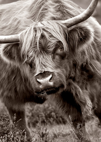 Canvastavla - Buffalo in Natural Splendor