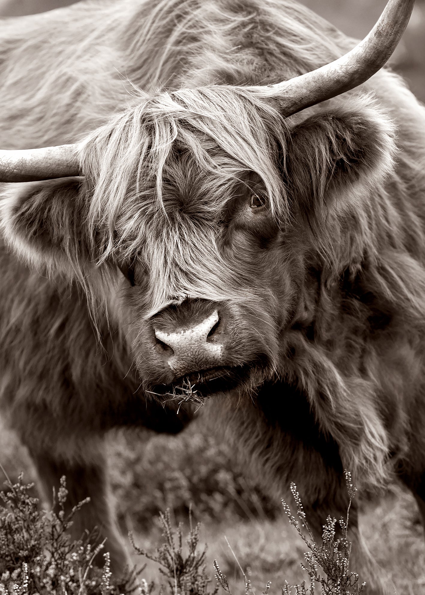 Canvastavla - Buffalo in Natural Splendor