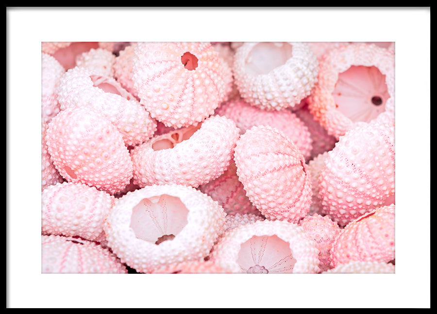 Poster - Corals