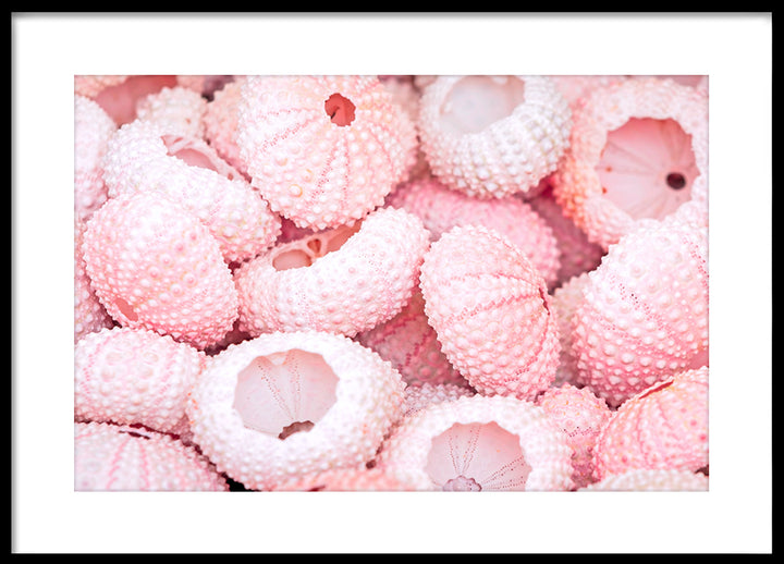 Poster - Corals
