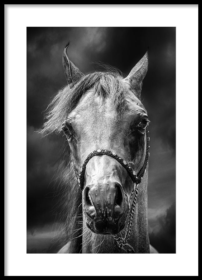Poster - Texas Shadows