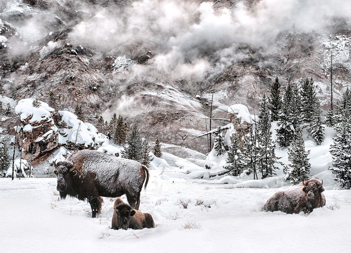 Tavla - Winter is Coming