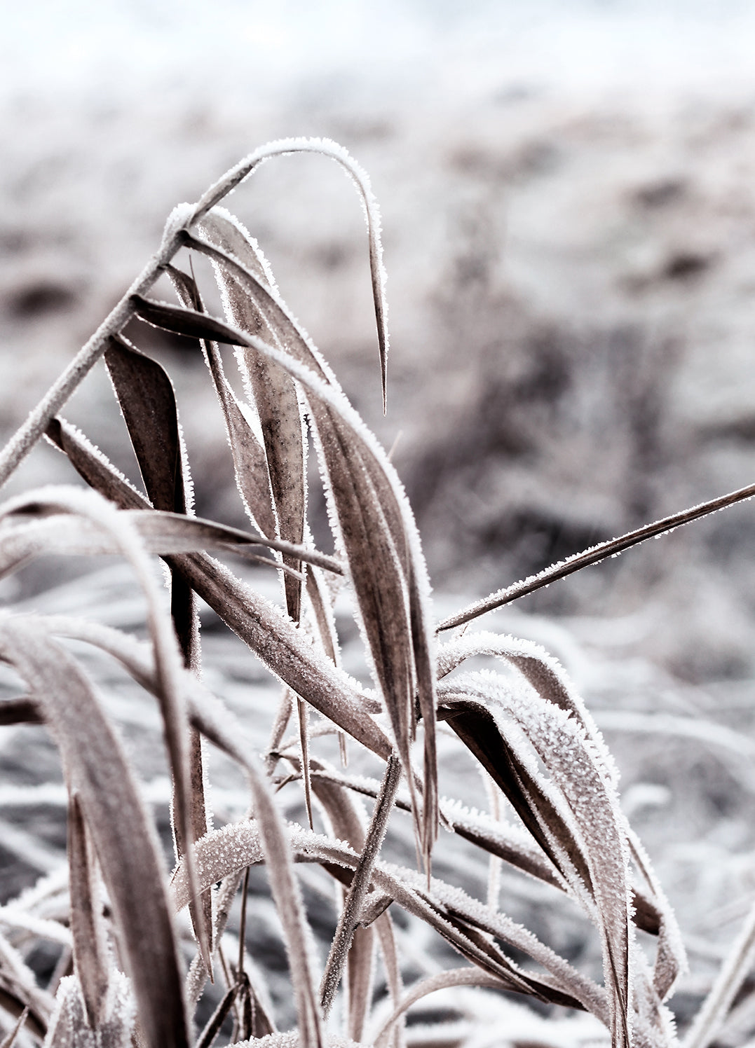 Tavla - Cold Nature