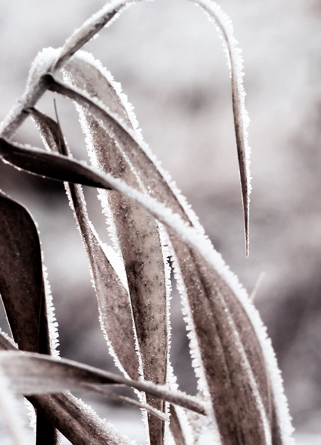 Tavla - Cold Nature