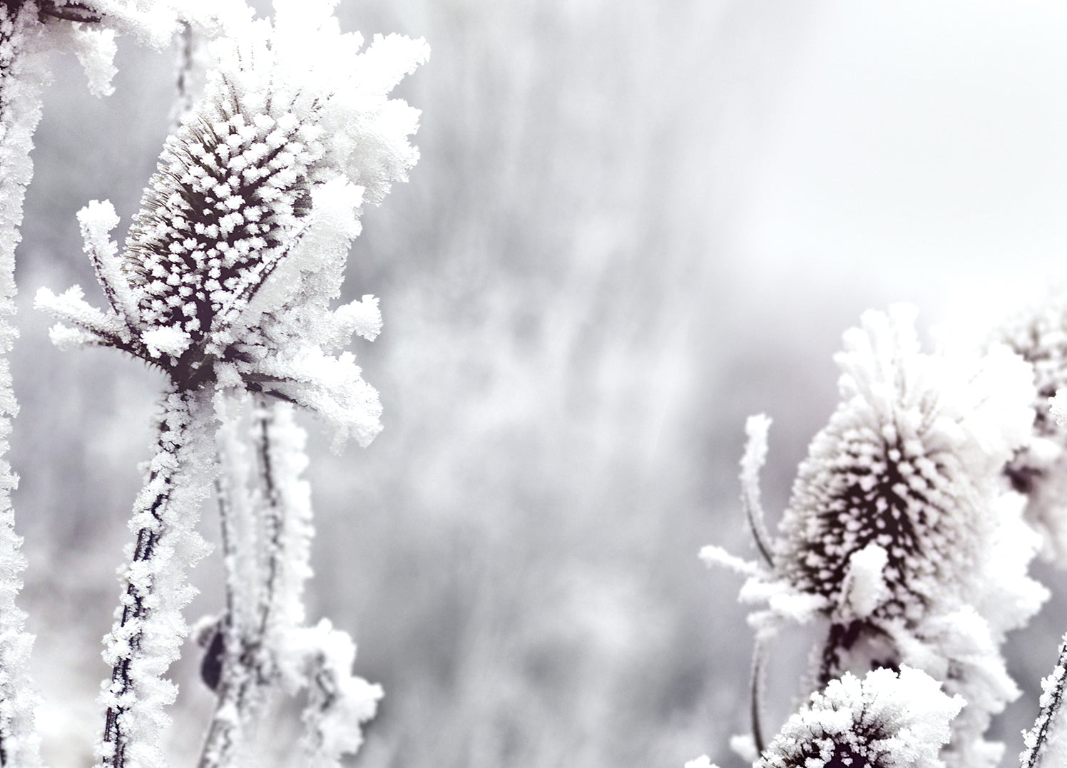 Tavla - Blossom in The Snow