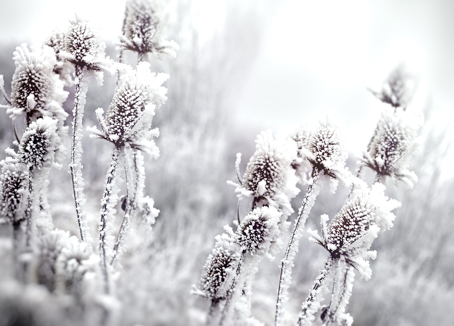 Tavla - Blossom in The Snow