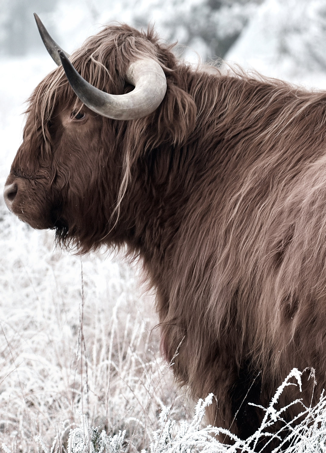 Tavla - Highland