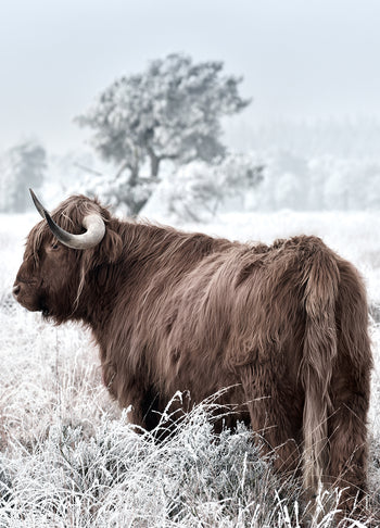 Tavla - Highland