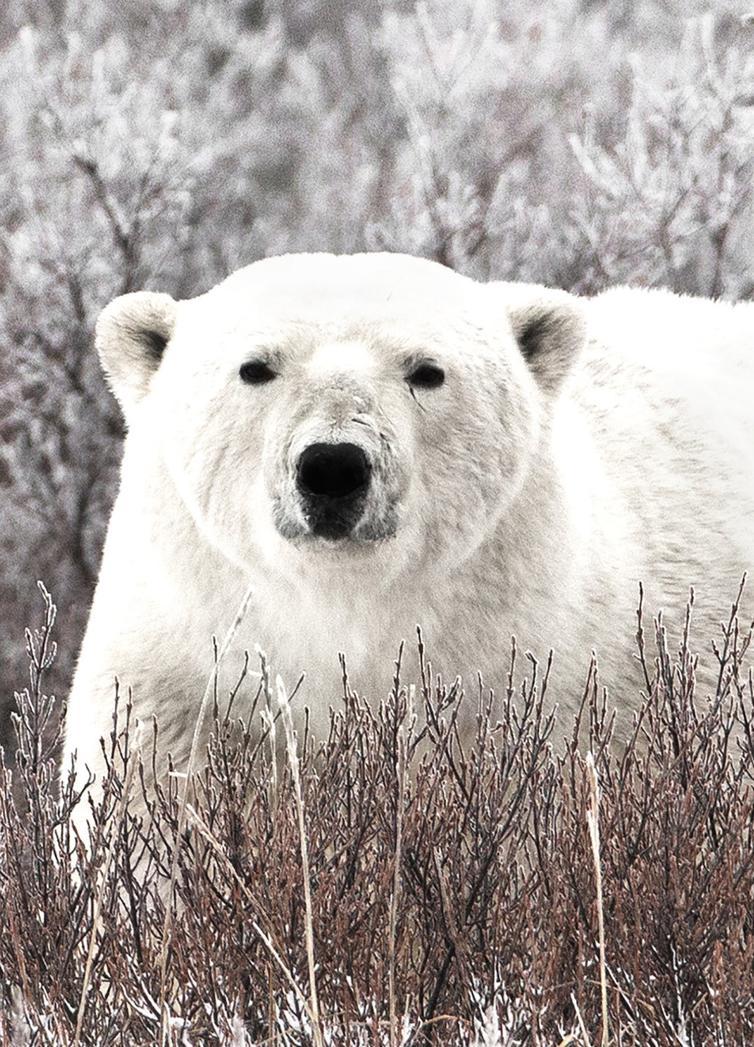 Tavla - Polar
