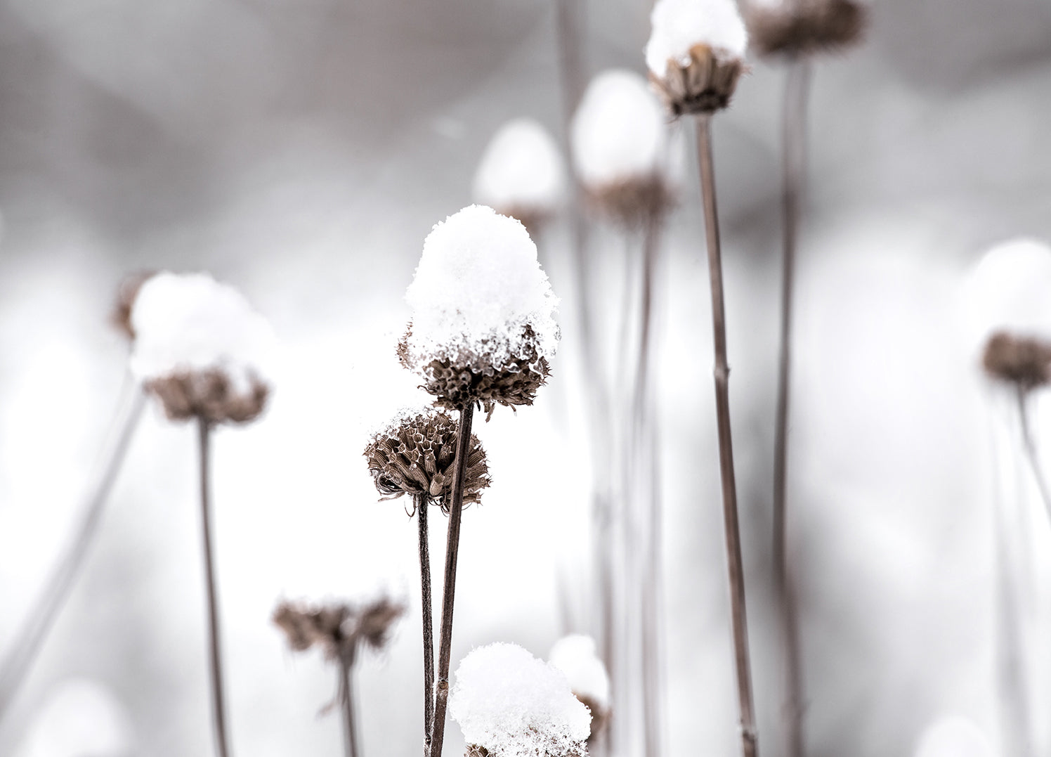 Tavla - Dandelions and Snow