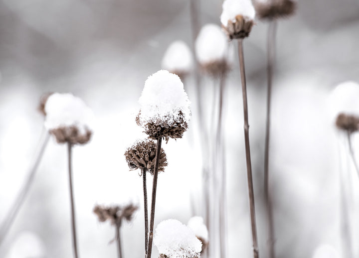Tavla - Dandelions and Snow