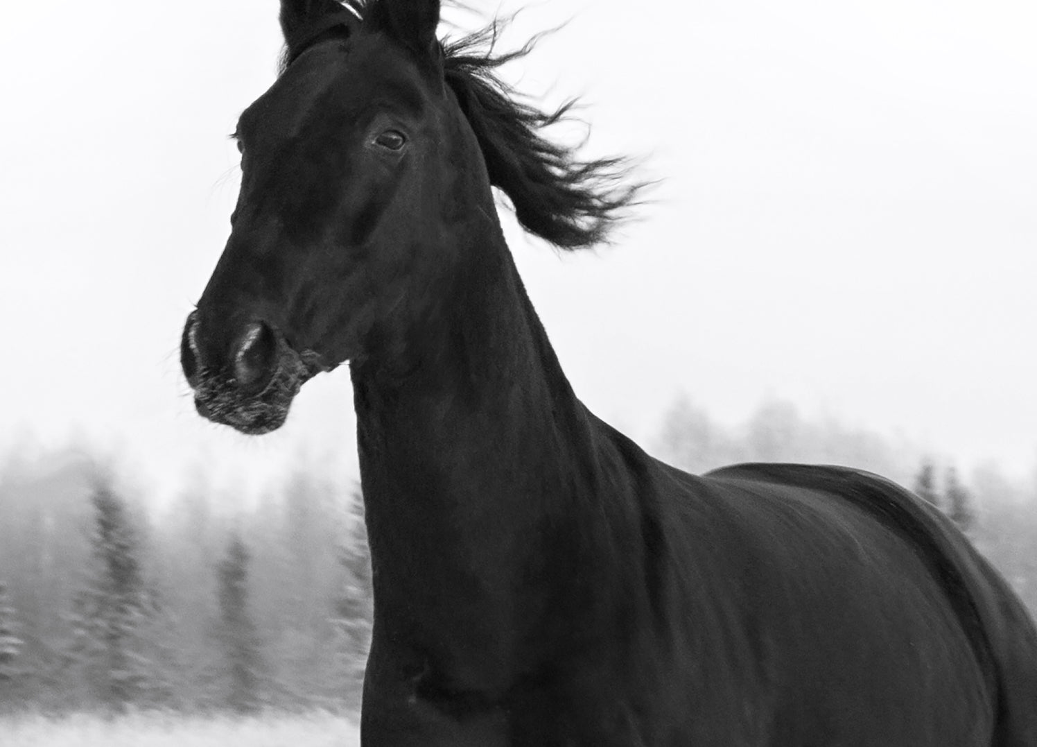 Tavla - Loke