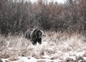 Tavla - Seeking Bear