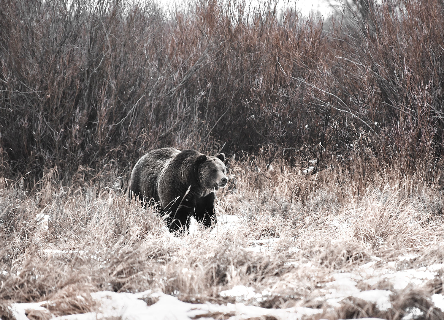 Tavla - Seeking Bear