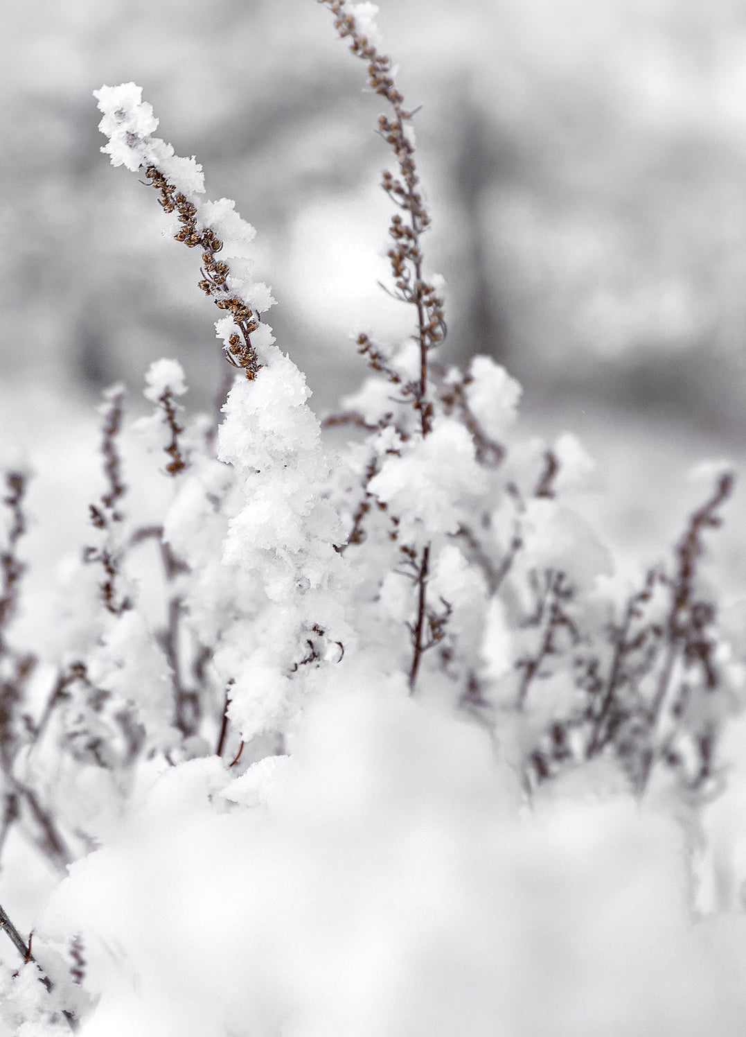 Tavla - Winter Landscape
