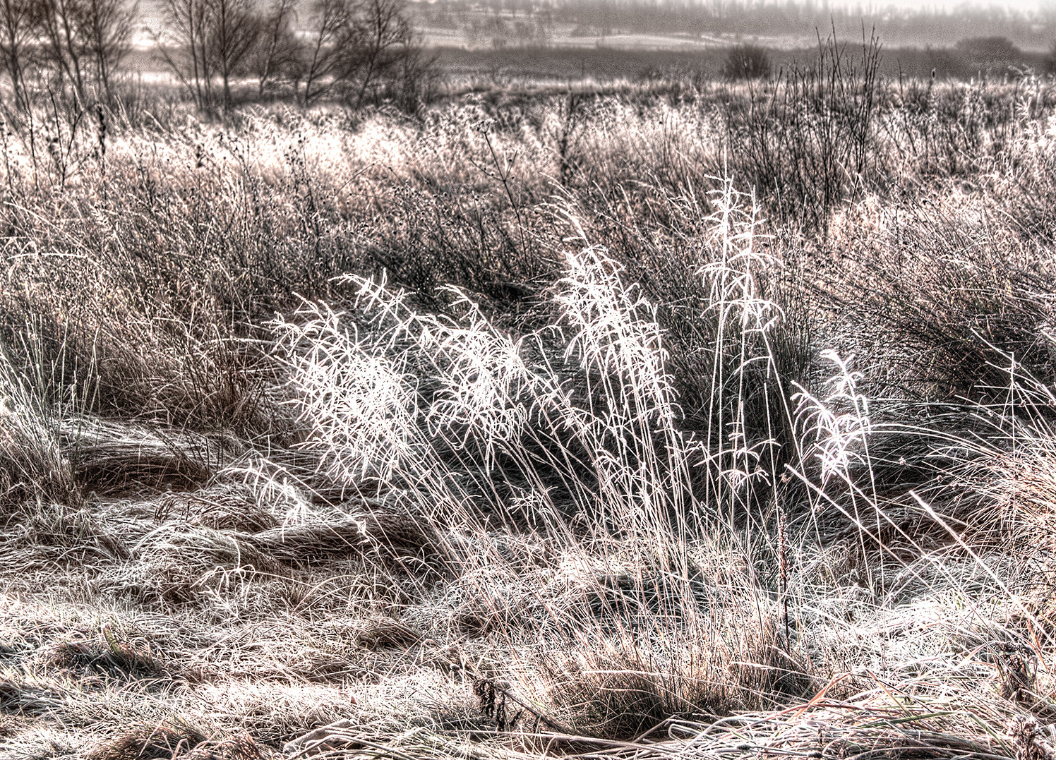 Tavla - Winter Field