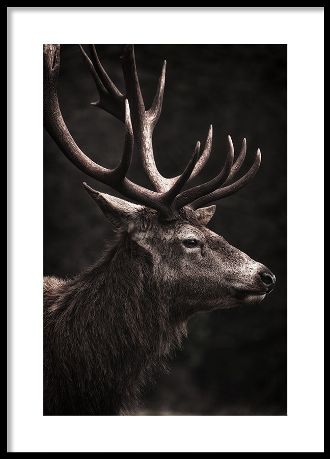 Poster - Stately