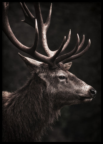 Poster - Stately