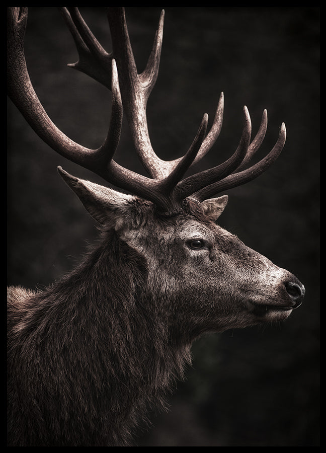 Poster - Stately