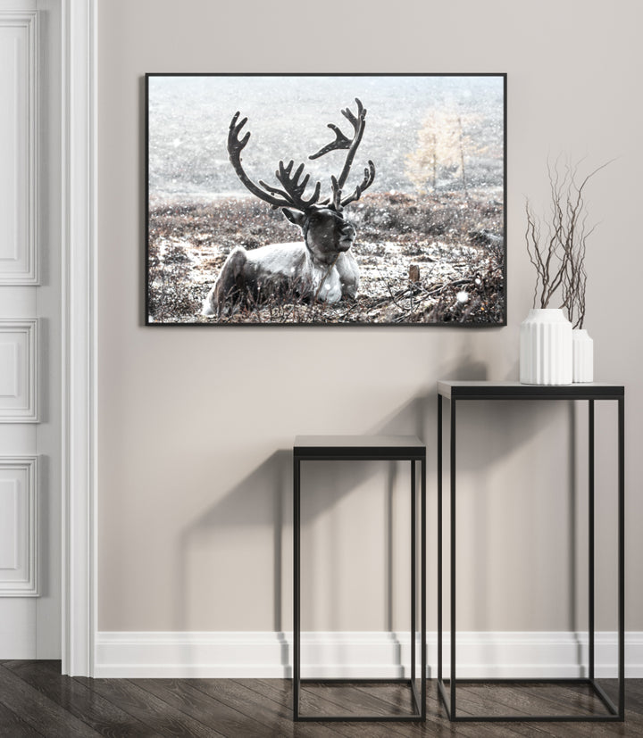 Poster - Noble