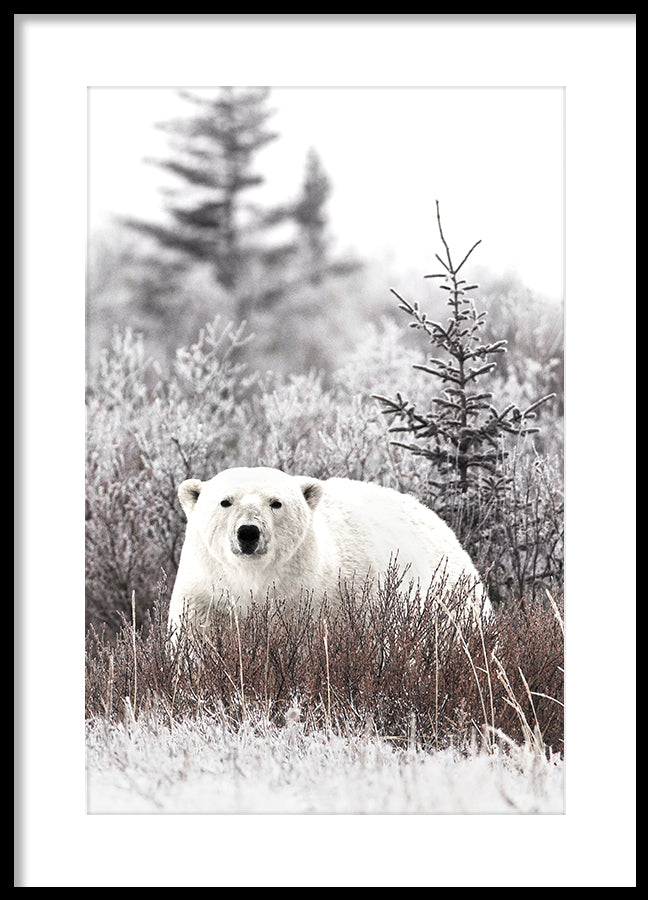 Poster - Polar