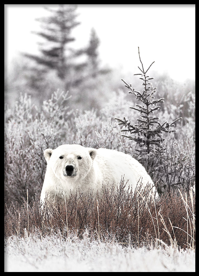 Poster - Polar
