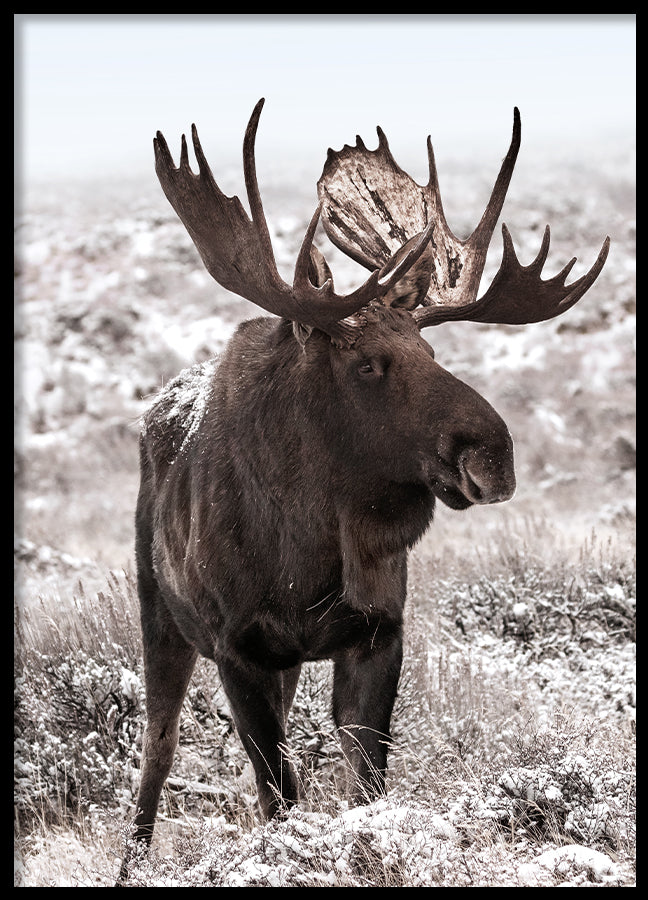 Poster - Moose