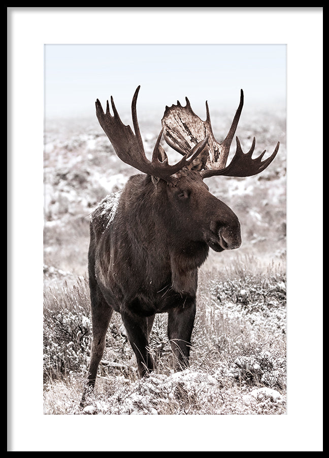 Poster - Moose