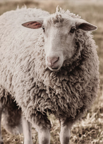 Tavla - Sheep