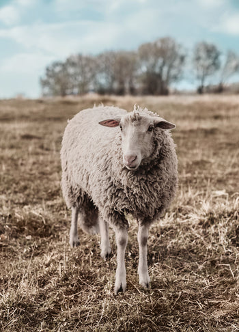 Tavla - Sheep