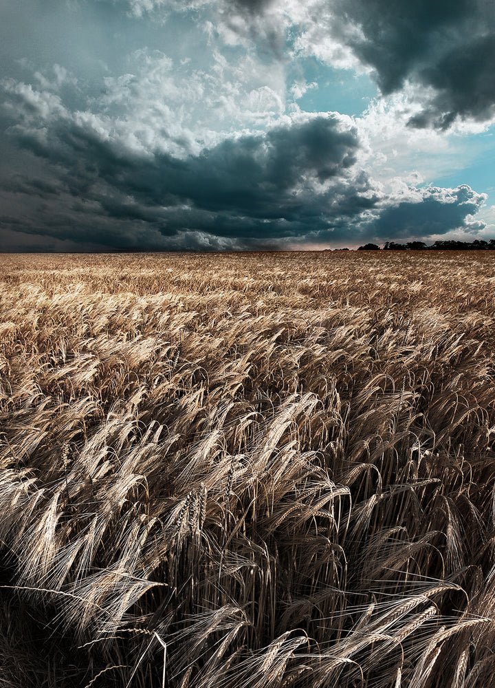 Tavla - Field
