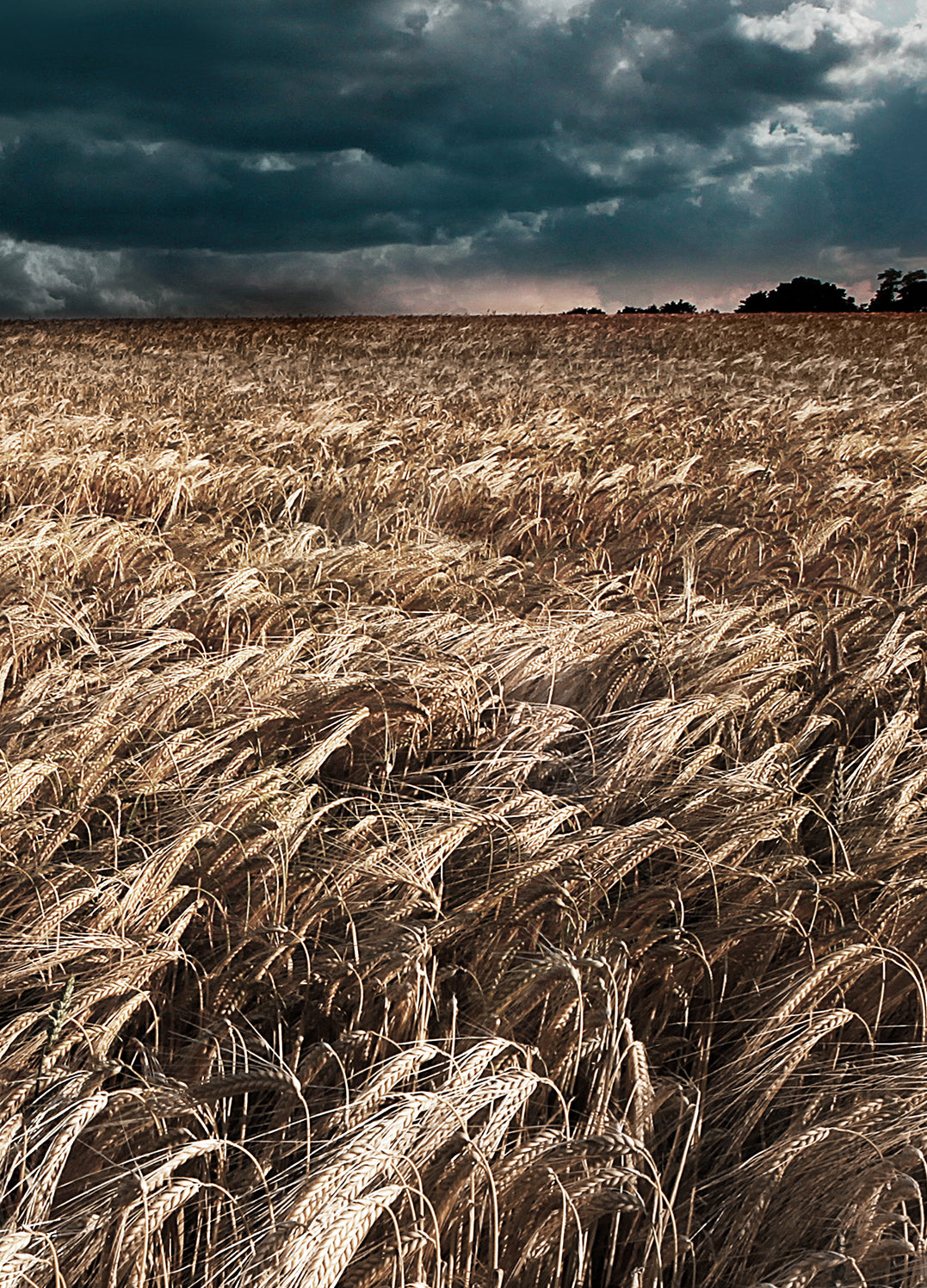 Tavla - Field