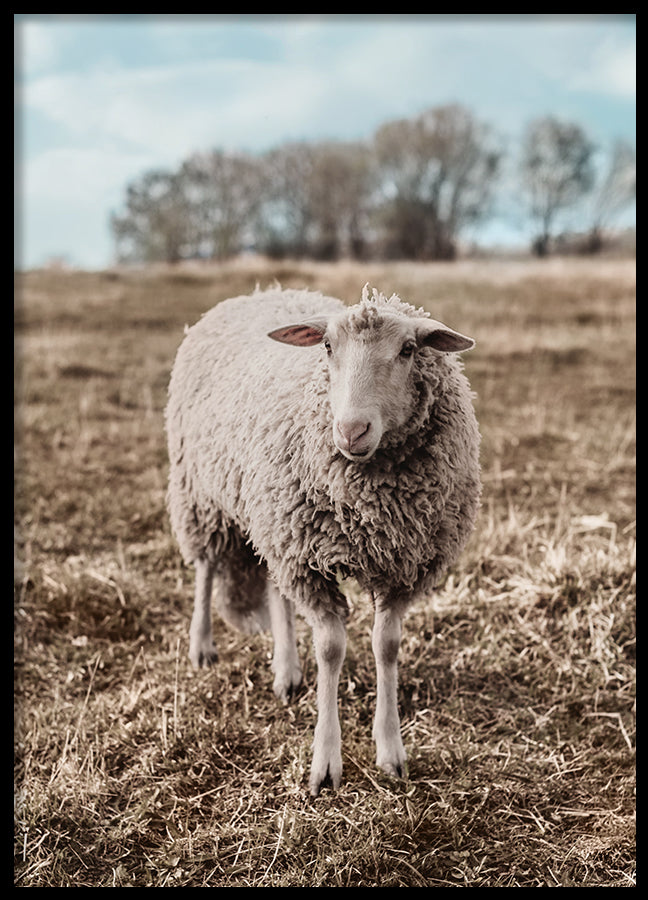 Poster - Sheep