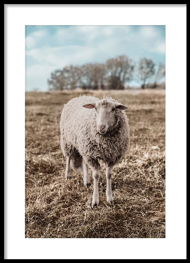 Poster - Sheep